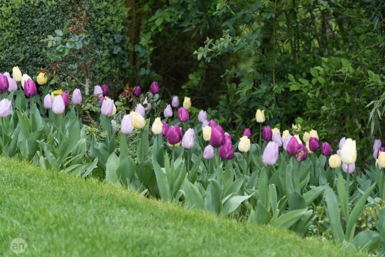 Der Garten Von Prof Dr Doschka Nussle Fotografie