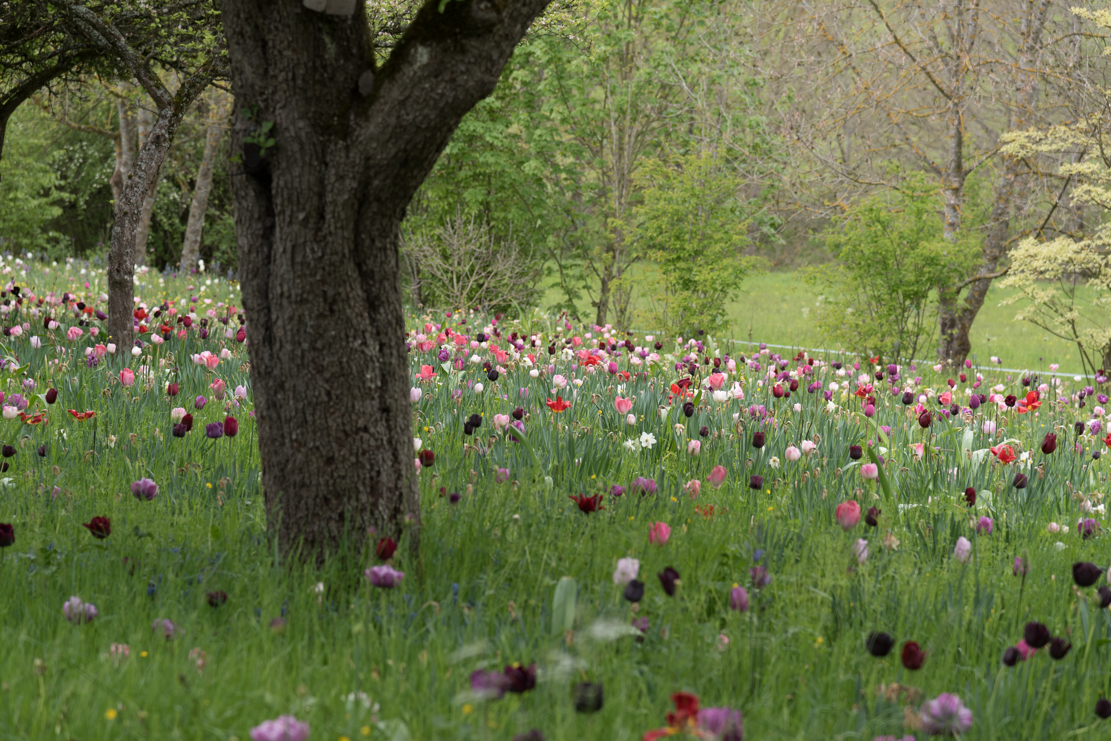 Der Garten Von Prof Dr Doschka Nussle Fotografie